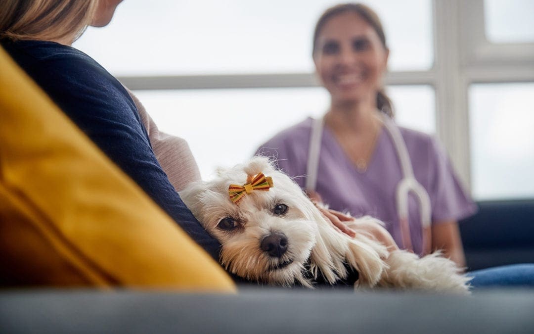 How 4 mobile veterinarians are growing businesses with PetDesk Marketing