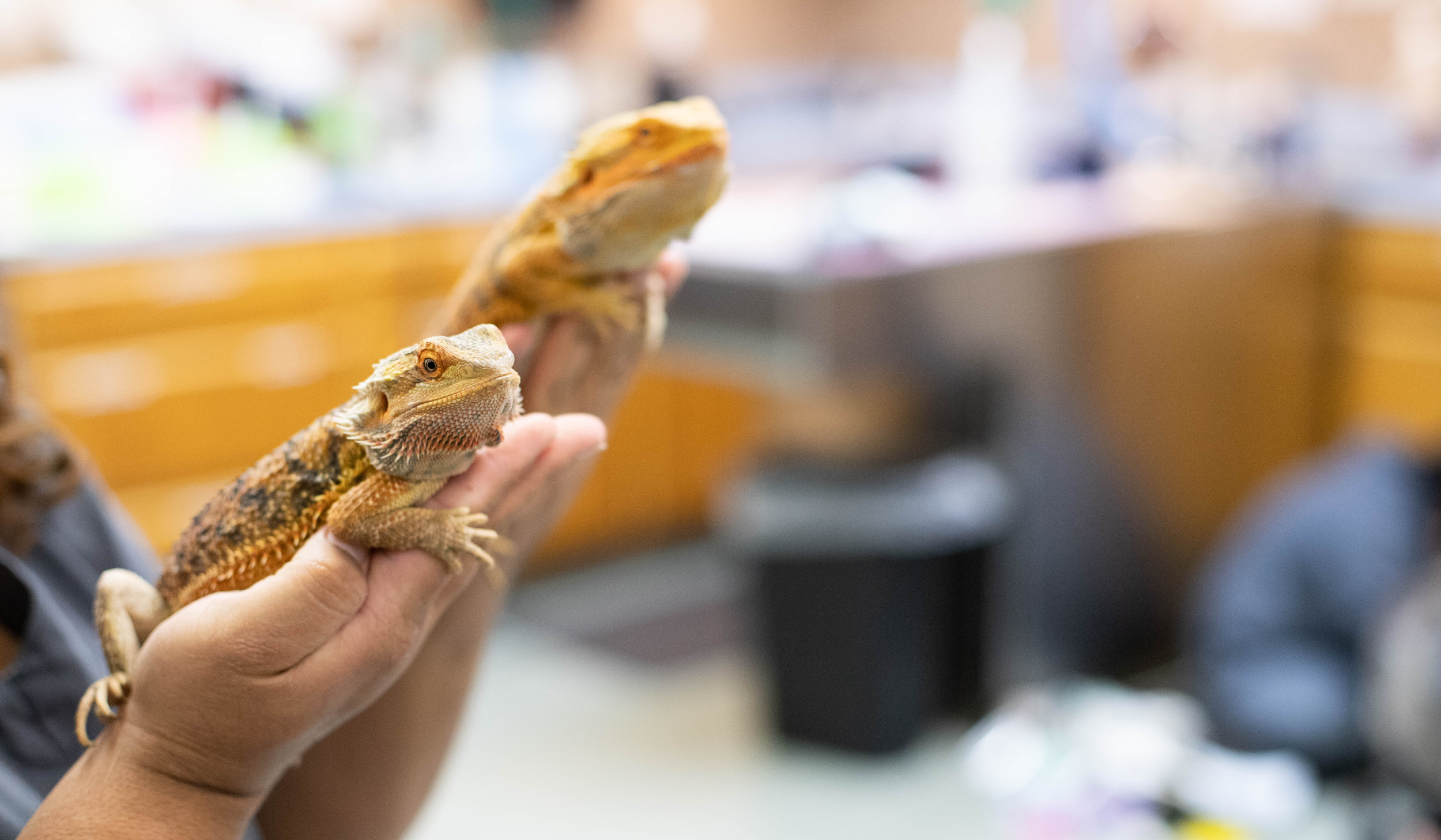 Vet tech holding two repitles