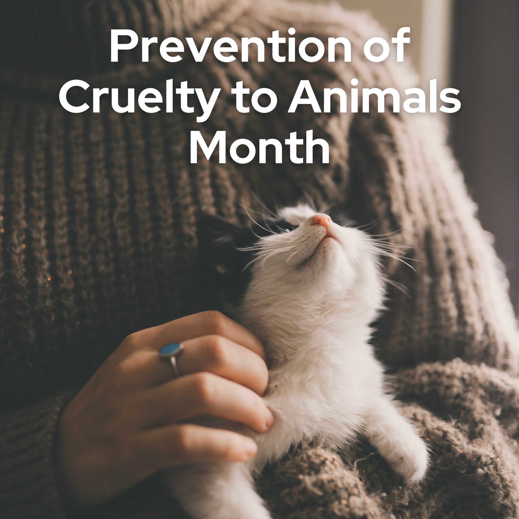 Social graphic for the prevention of cruelty to animals month