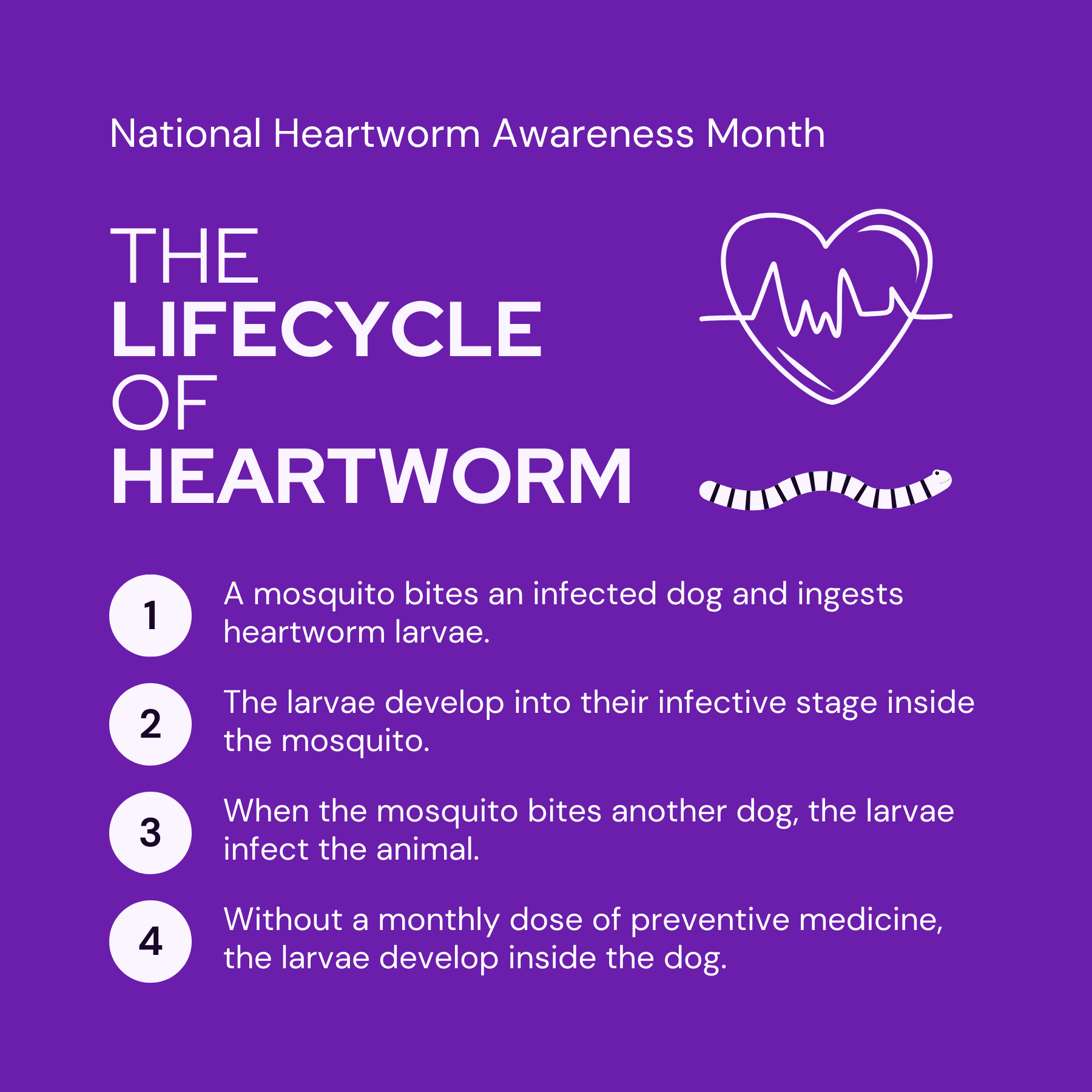 Social graphic for the lifecycle of heartworm