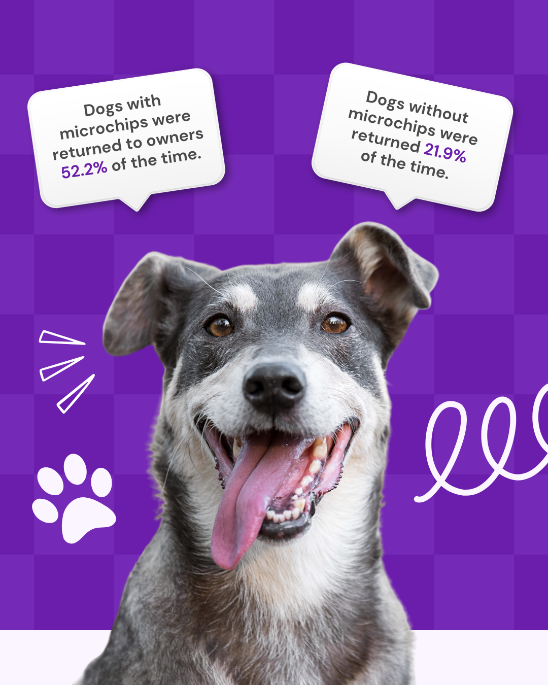 National microchipping month social graphic