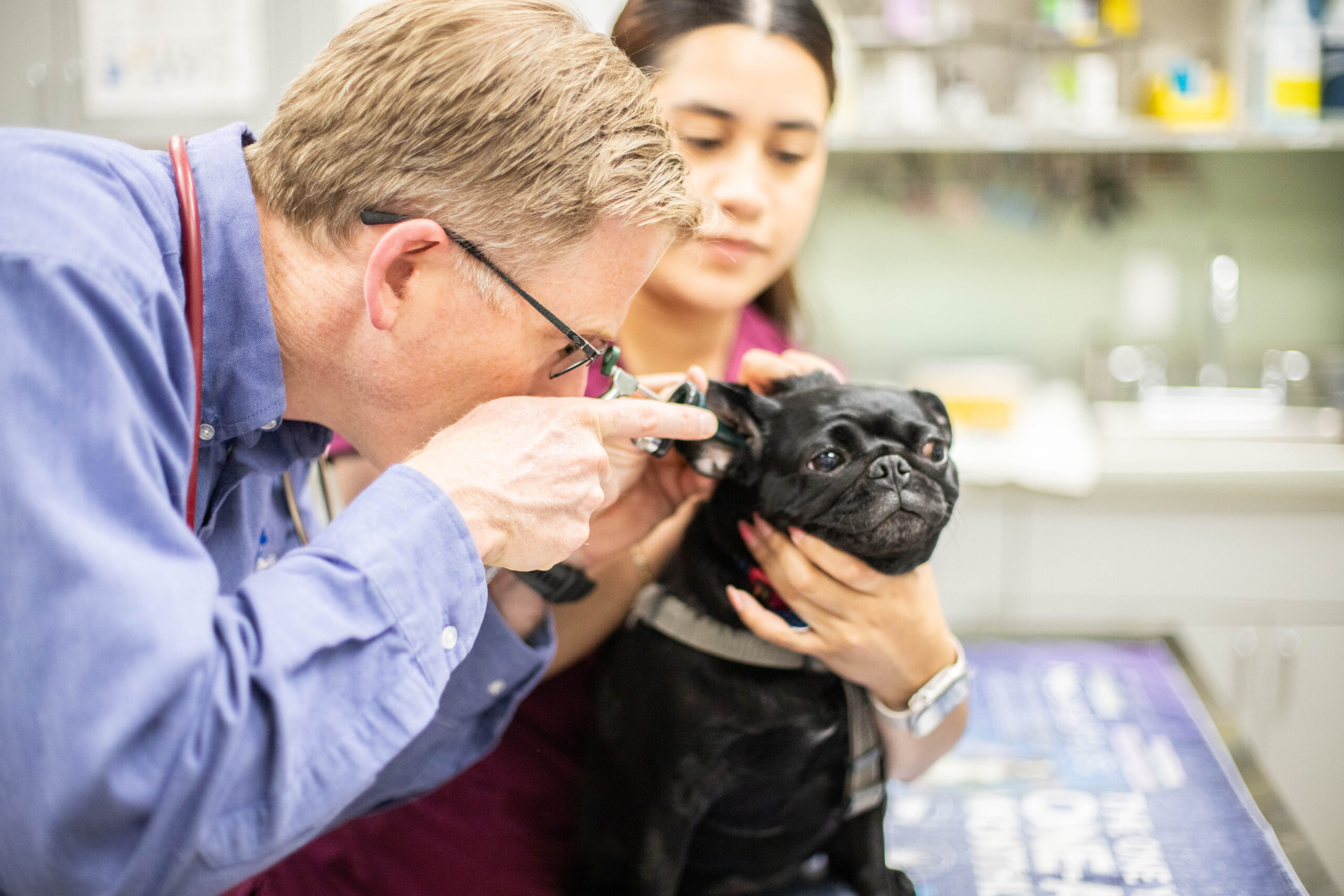Pacific-Pet-Hospital-148 Veterinarian examining a dog while a vet tech holds them