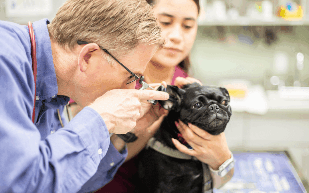 PetDesk Scribe: How AI-powered notes help veterinarians save time and improve care
