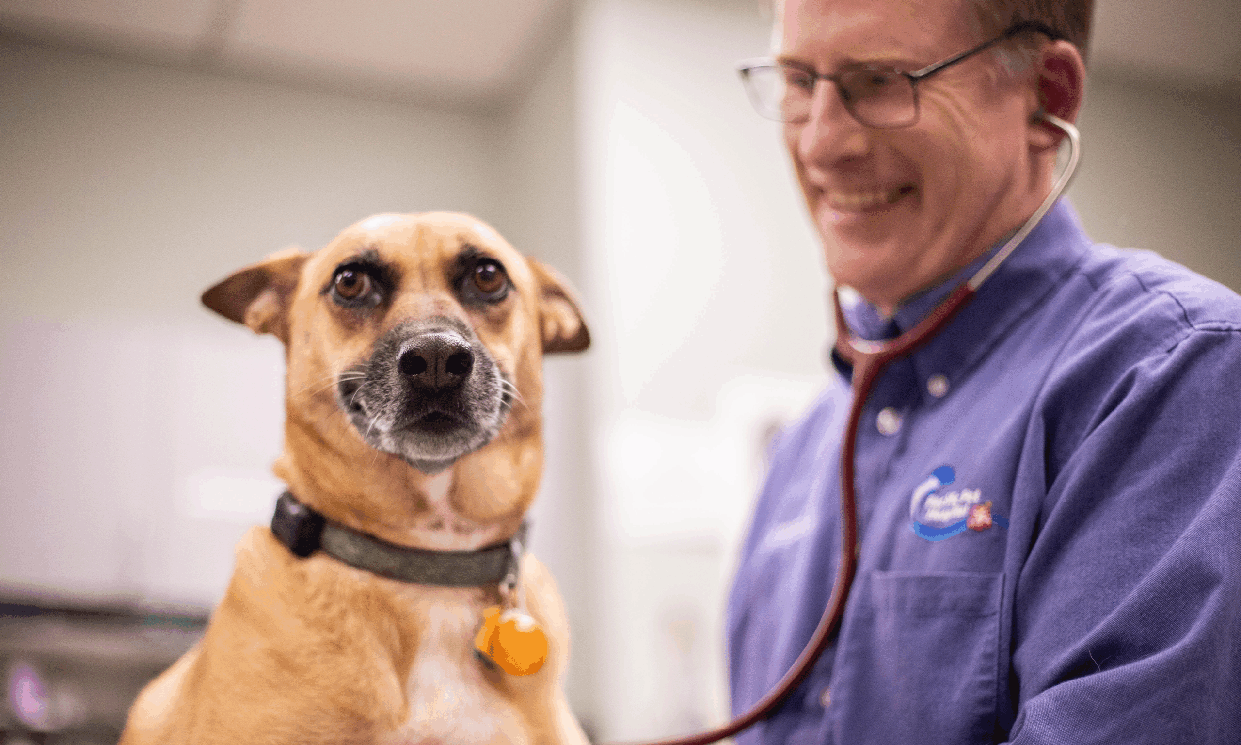 PetDesk_Veterinarians Male veterinarian happily examining a smiling dog