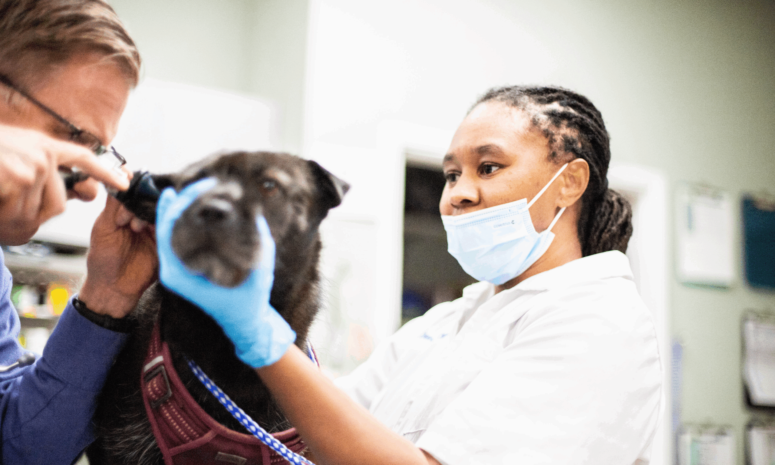 PetDesk_Veterinary Technicians Veterinary technician helping a doctor examine a dog