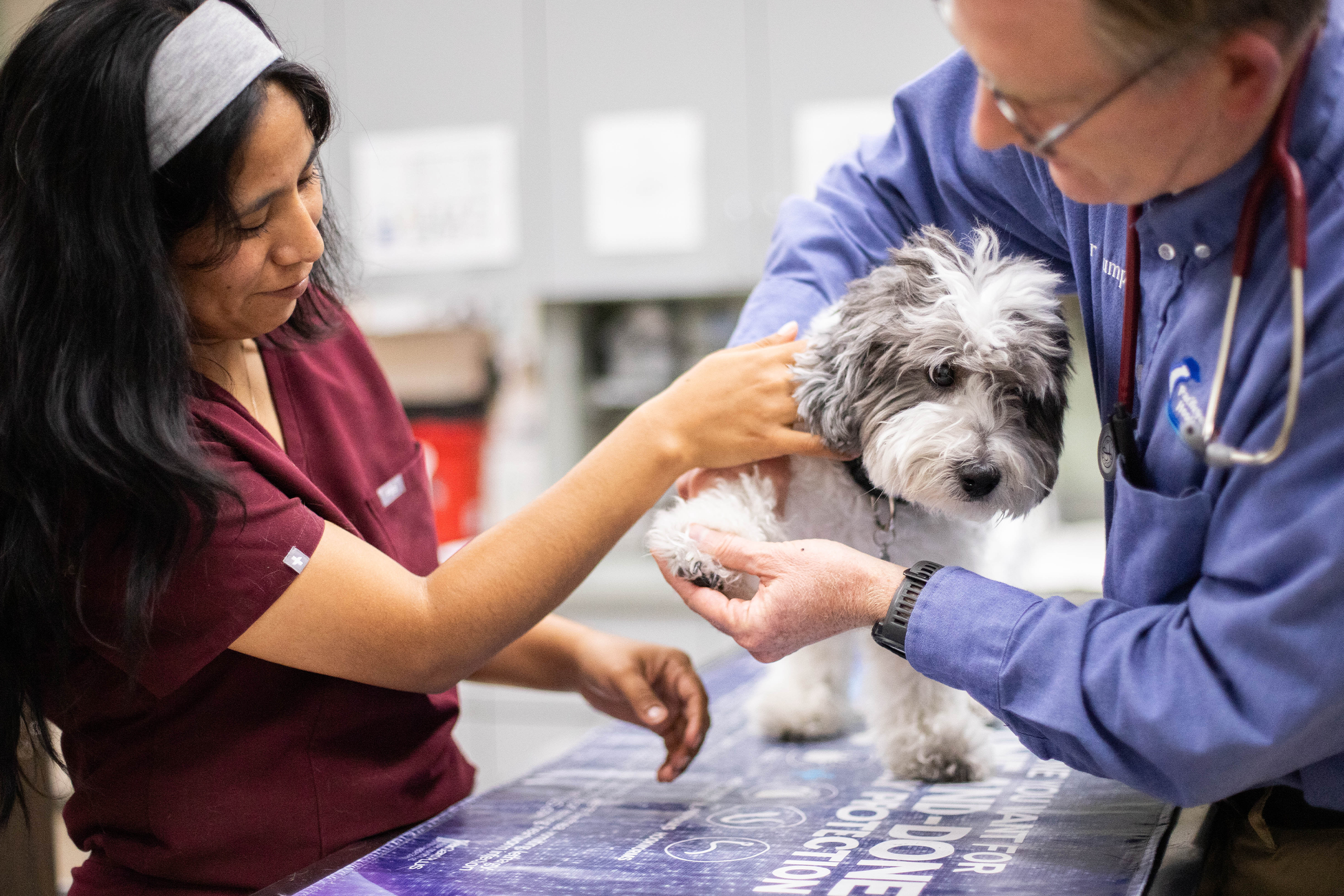 Veterinarian and vet tech examining a dog together