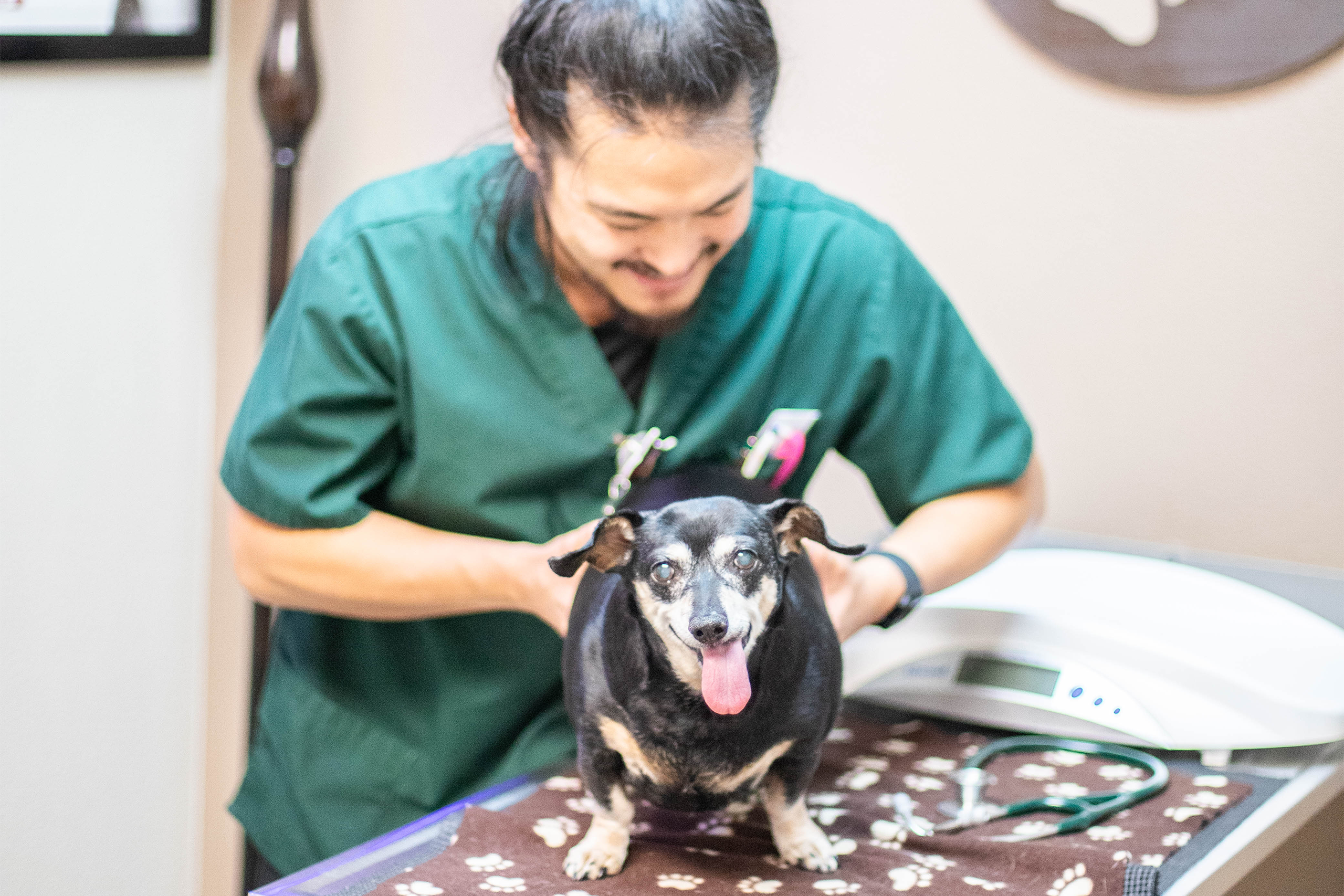 Male veterinarian examining a happy, senior dog.