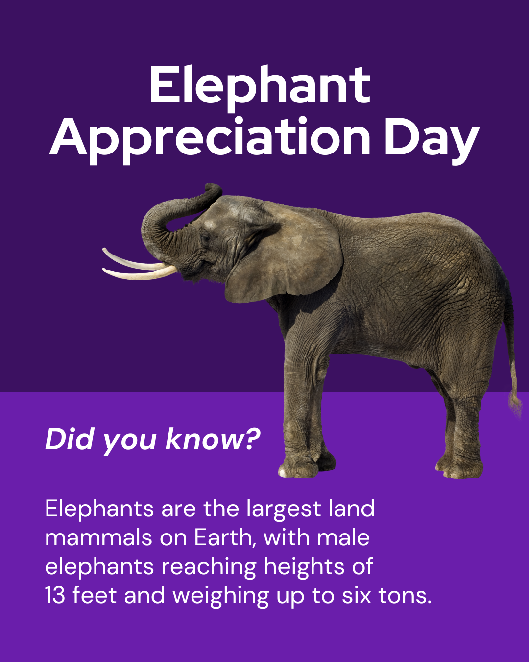 Elephant Appreciation Day Graphic