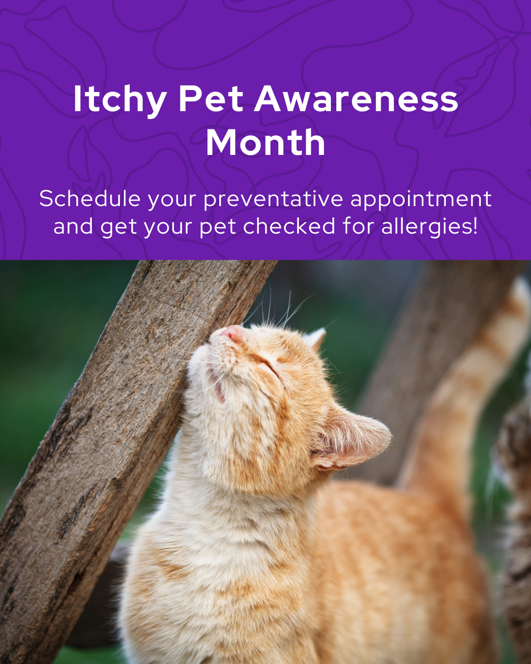Itchy Pet Awareness Month Social Graphic