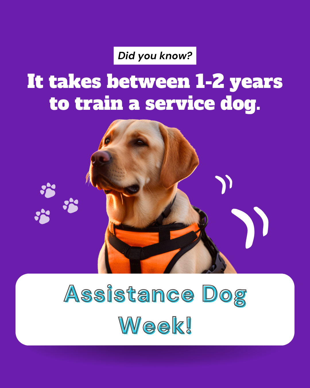 Assistance Dog Week social graphic