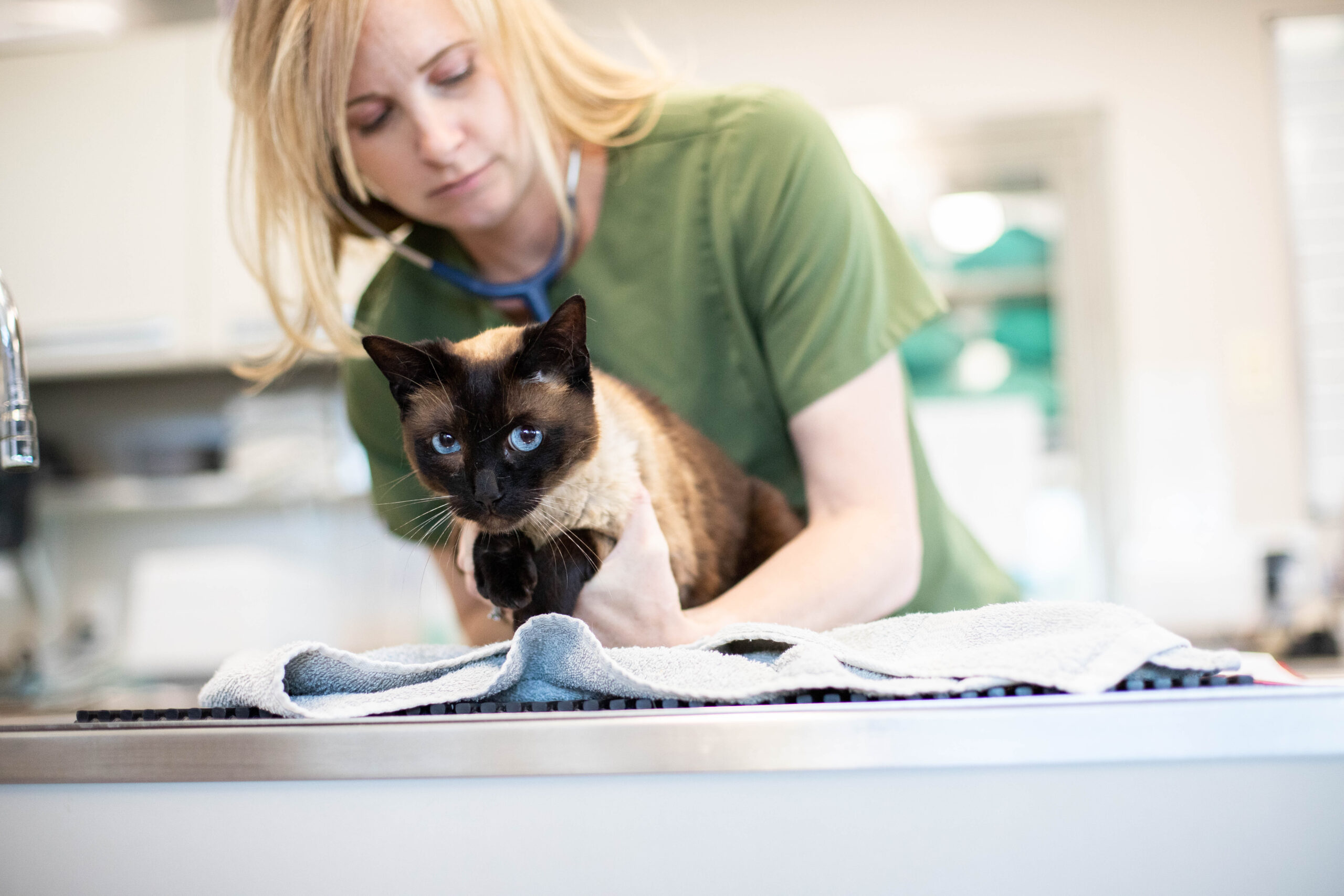 Veterinarian examining a cat