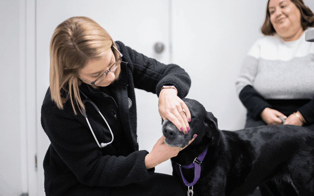 The hidden cost of poor communication in veterinary practices