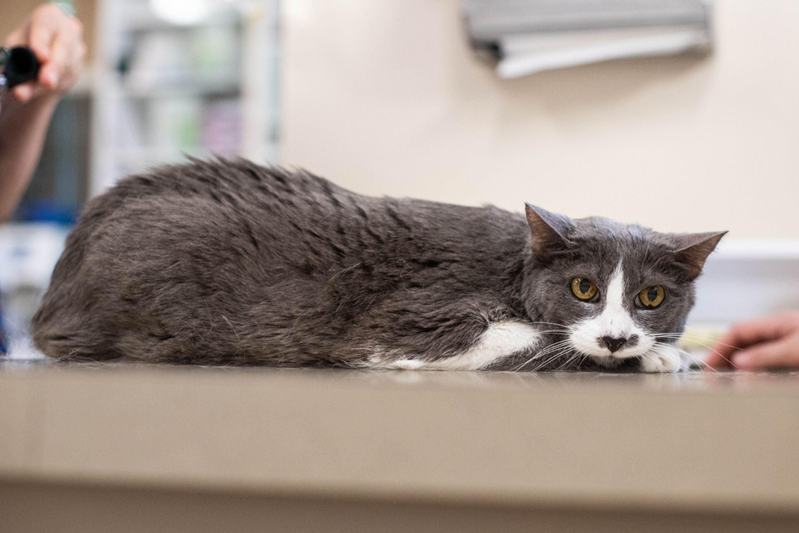 Increased appointment rate by 72% with PetDesk