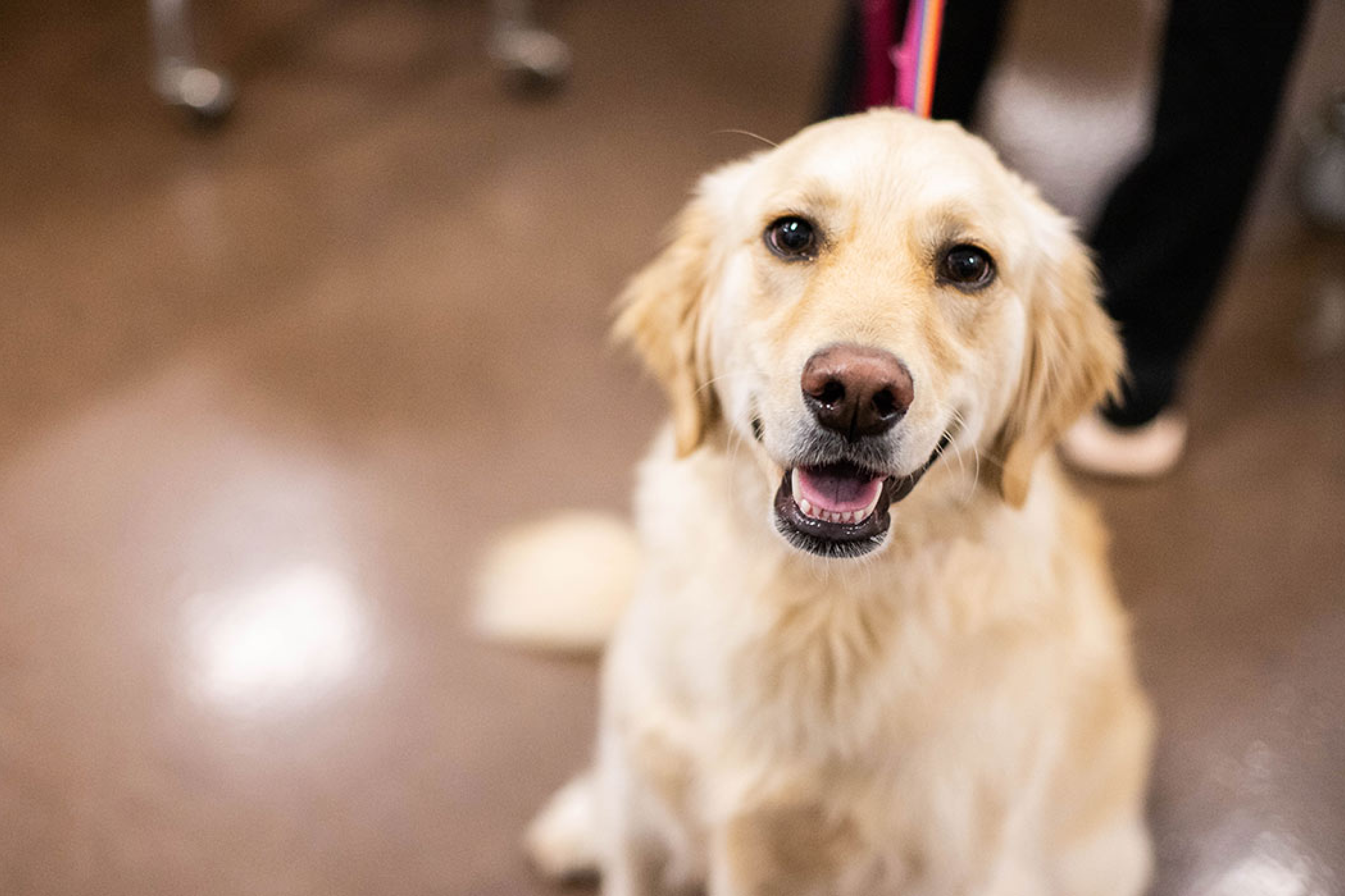 Increased revenue by over $225K with PetDesk