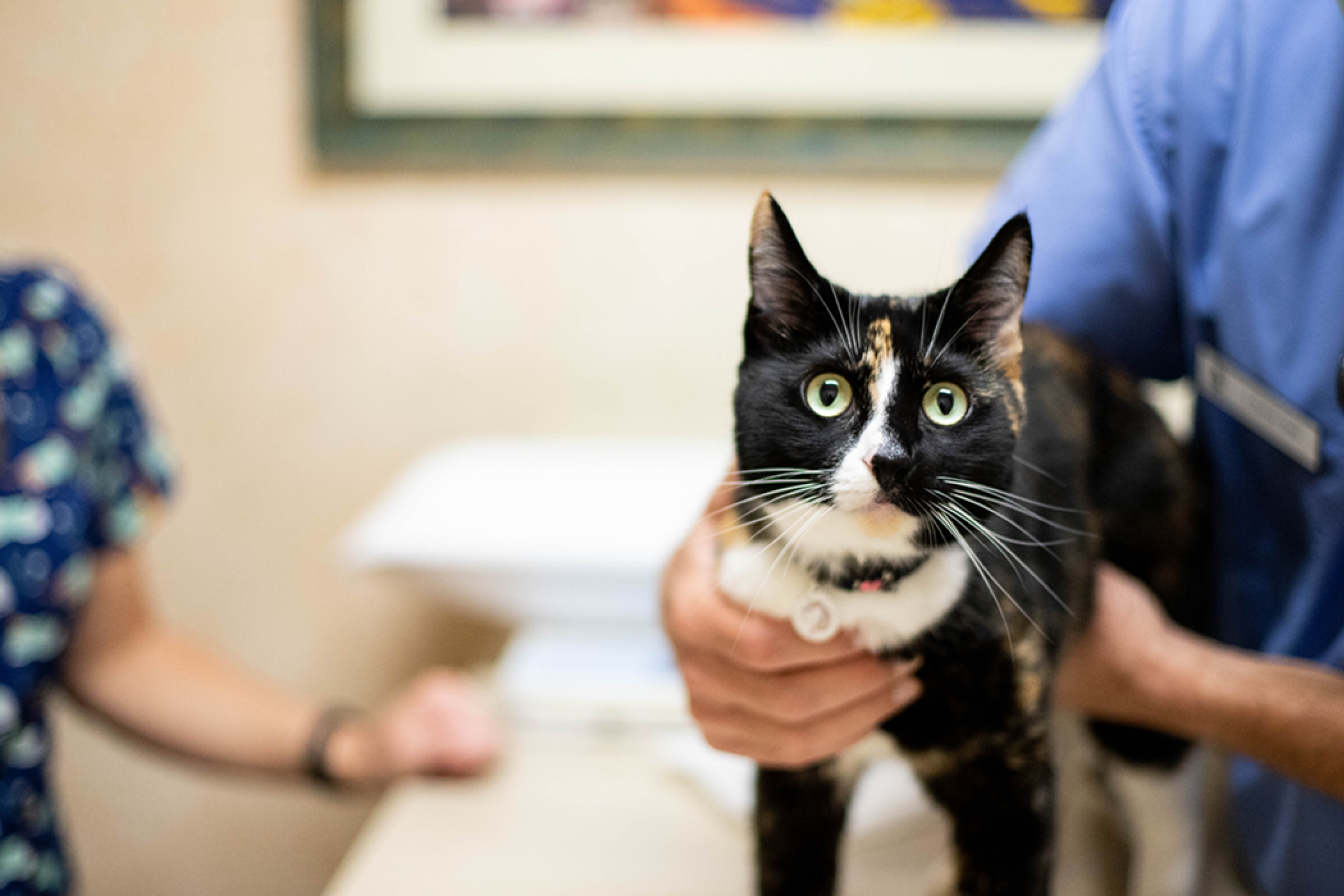 Launching an easy veterinary loyalty program in just 2 phone calls