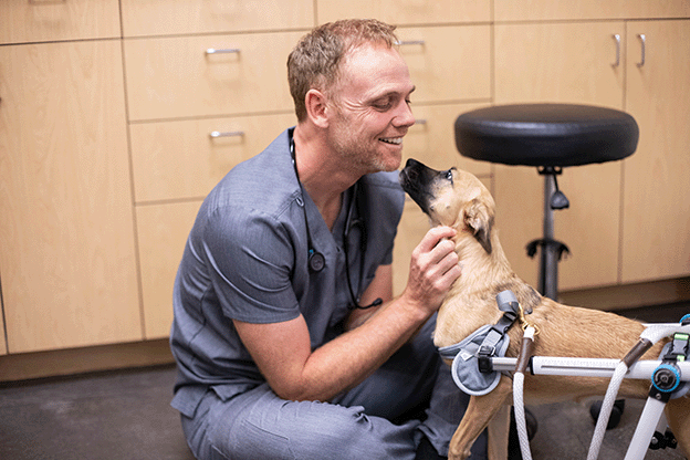 Veterinarian happily petting a dog in a wheelchair