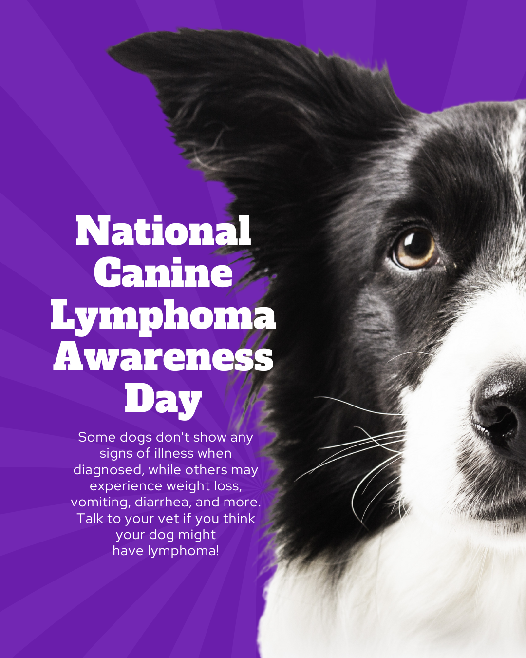 National Canine Lymphoma Awareness Day Social Graphic