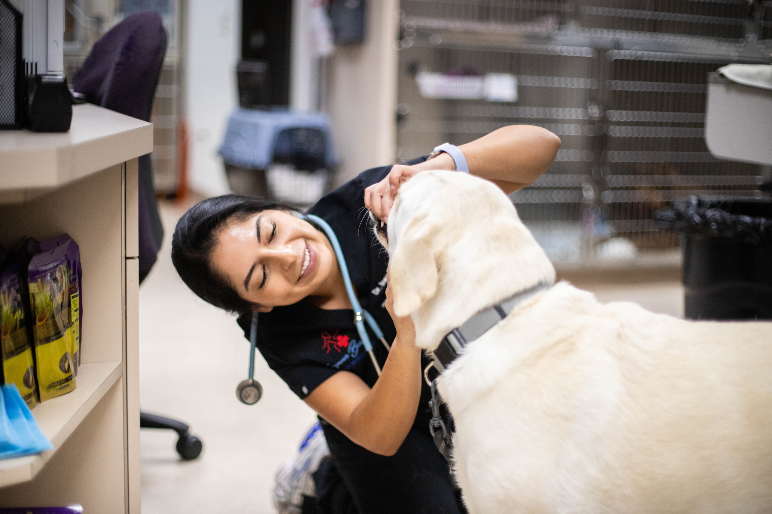 Happy veterinarian examining a dog