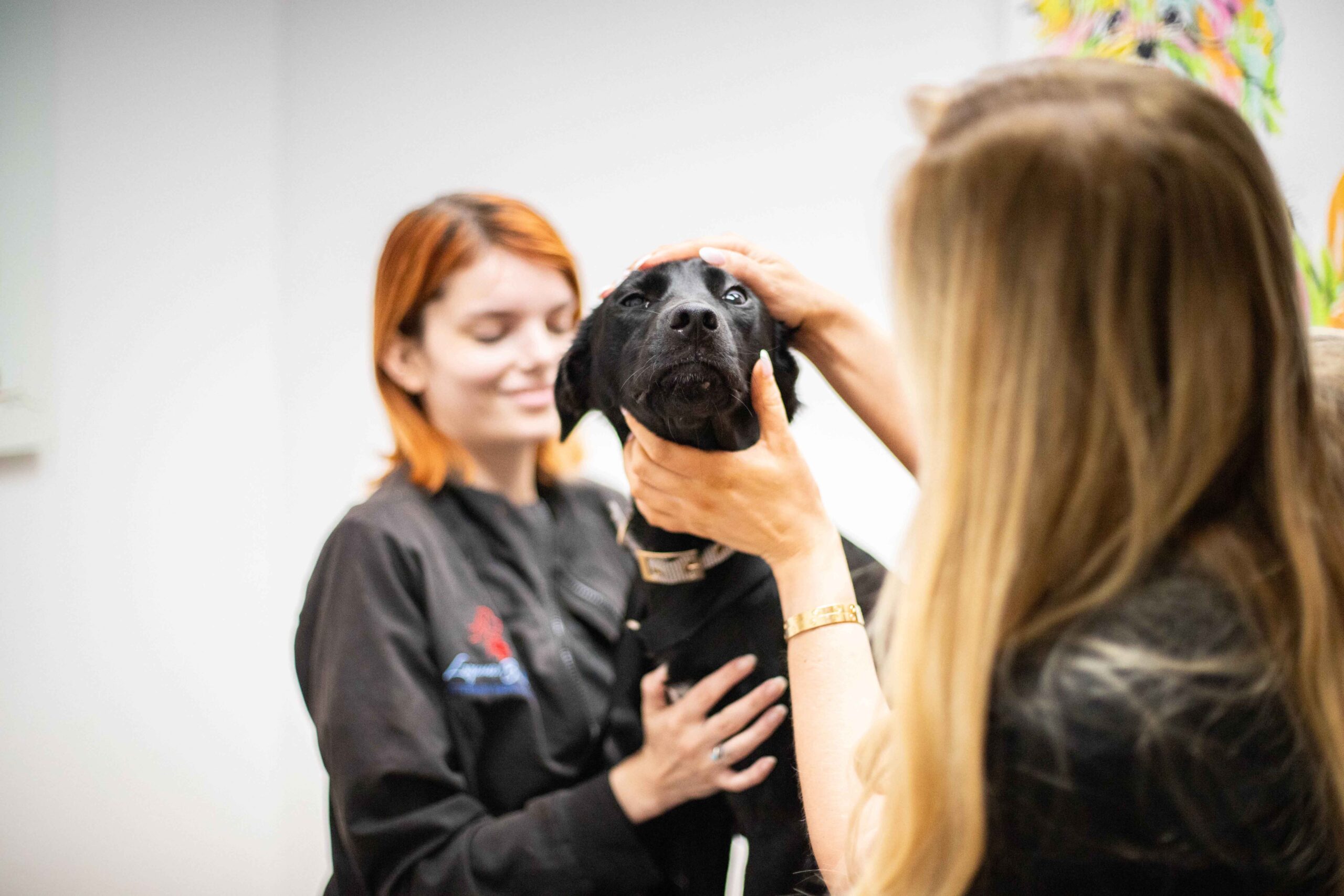 Veterinarian and vet tech happily examining a dog