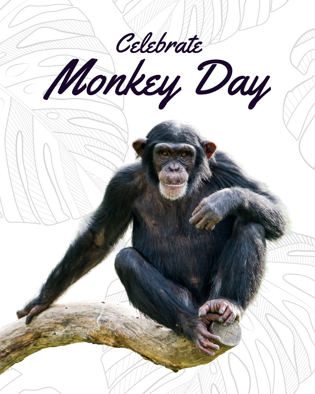 Celebrate Monkey Day Social Graphic