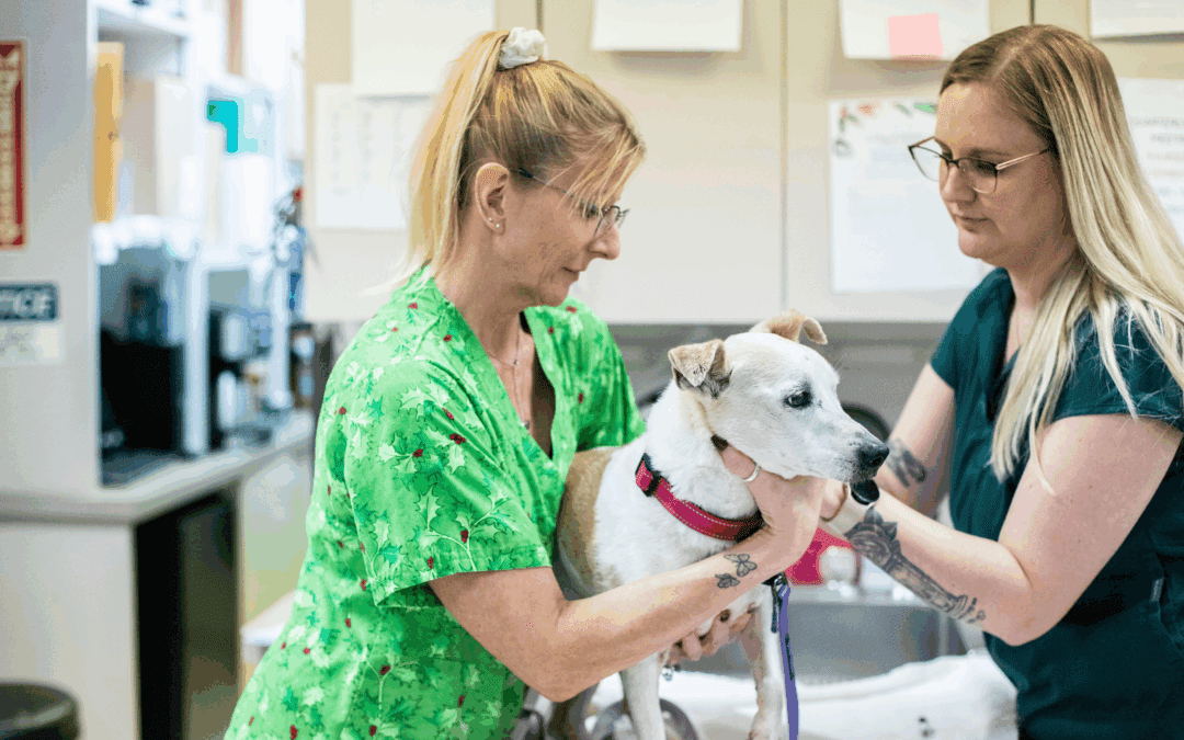 How PetDesk’s improved Pulse integration elevates your veterinary practice